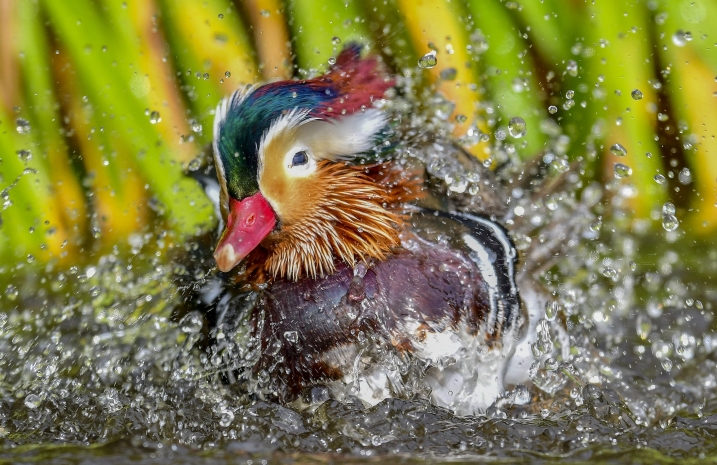 Photo shows a mandarin duck splashing in the water